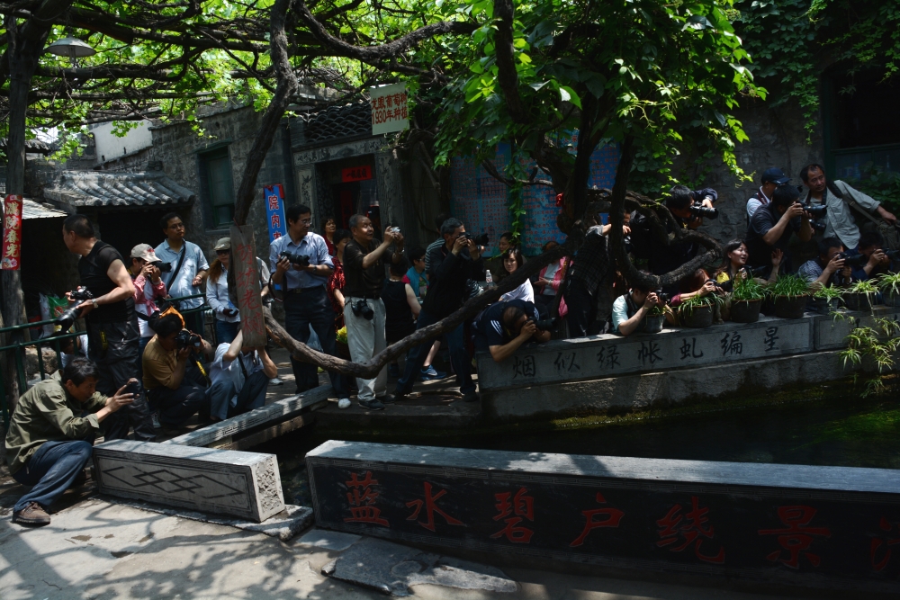DSC_6809_conew1.jpg