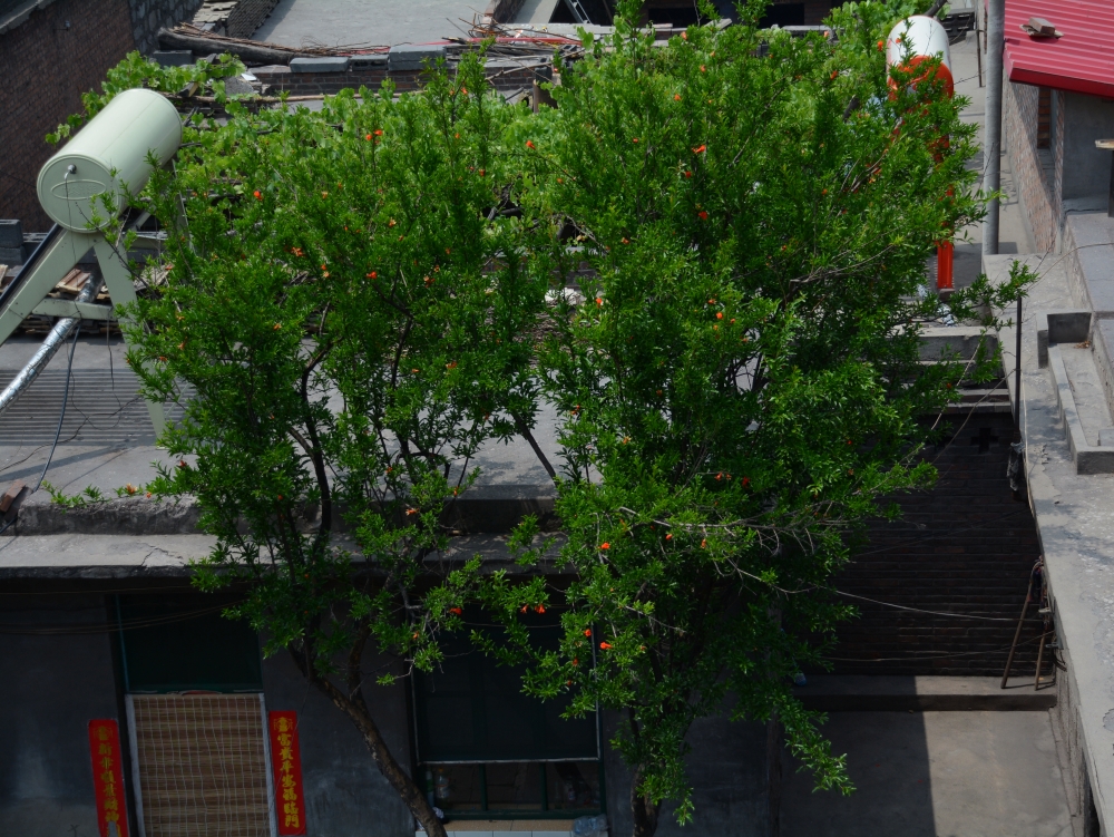 DSC_6840_conew1.jpg