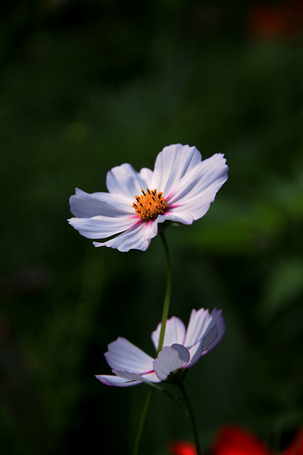IMG_0097_.jpg