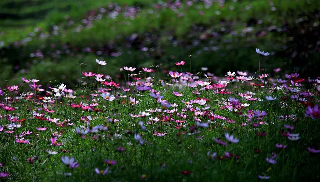 IMG_9868_.jpg