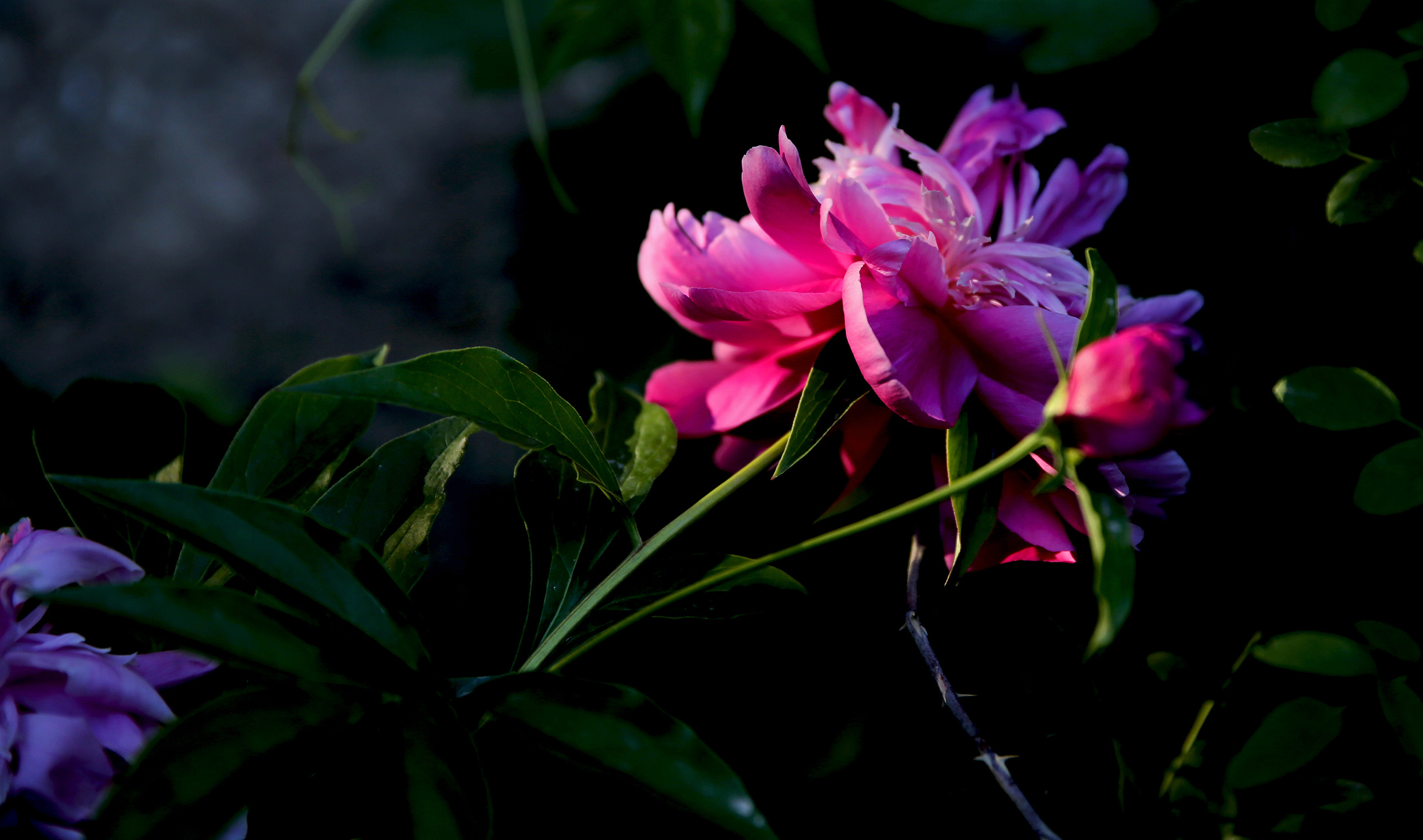 _H6A60901.jpg