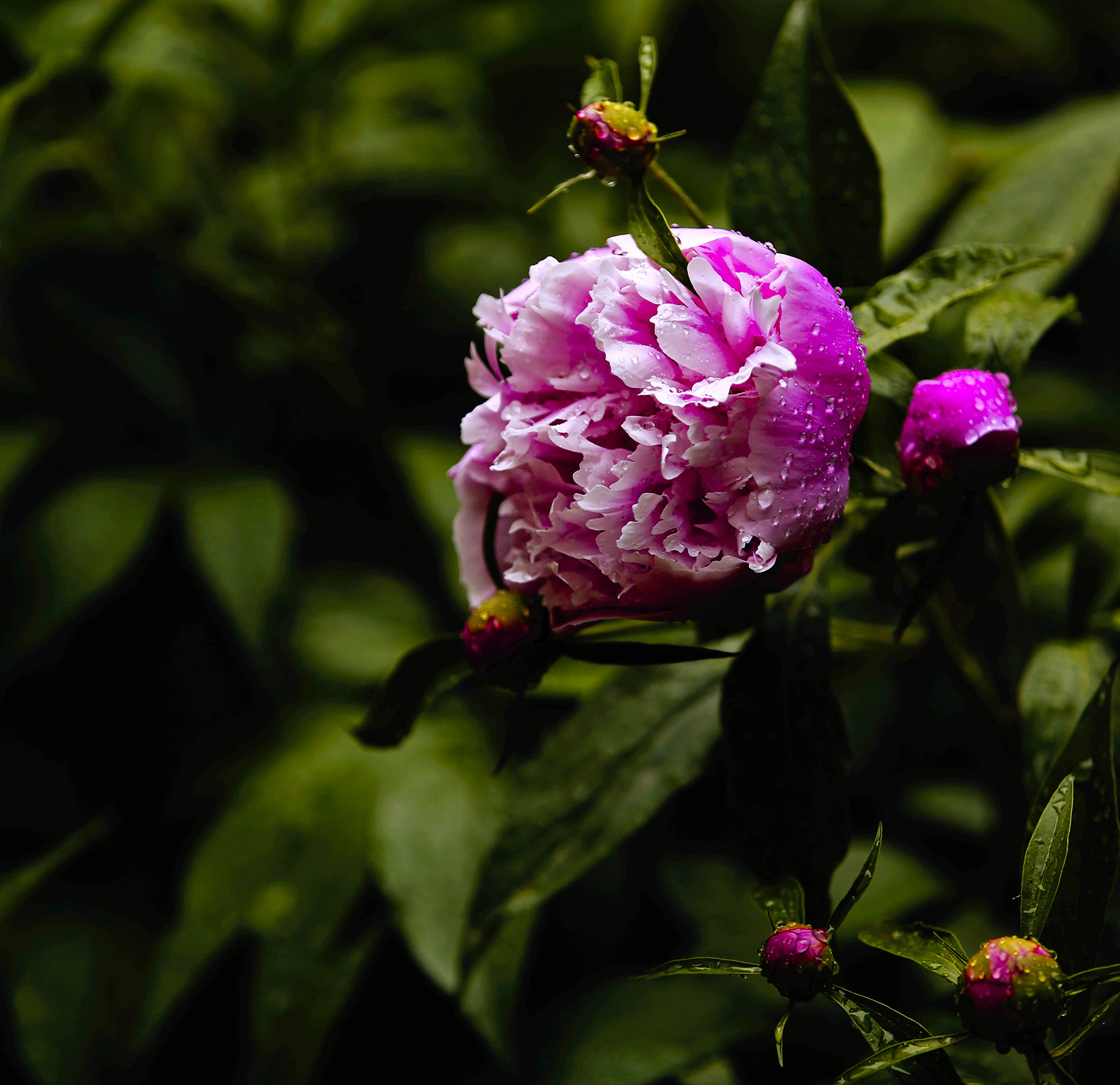 _H6A60291.jpg