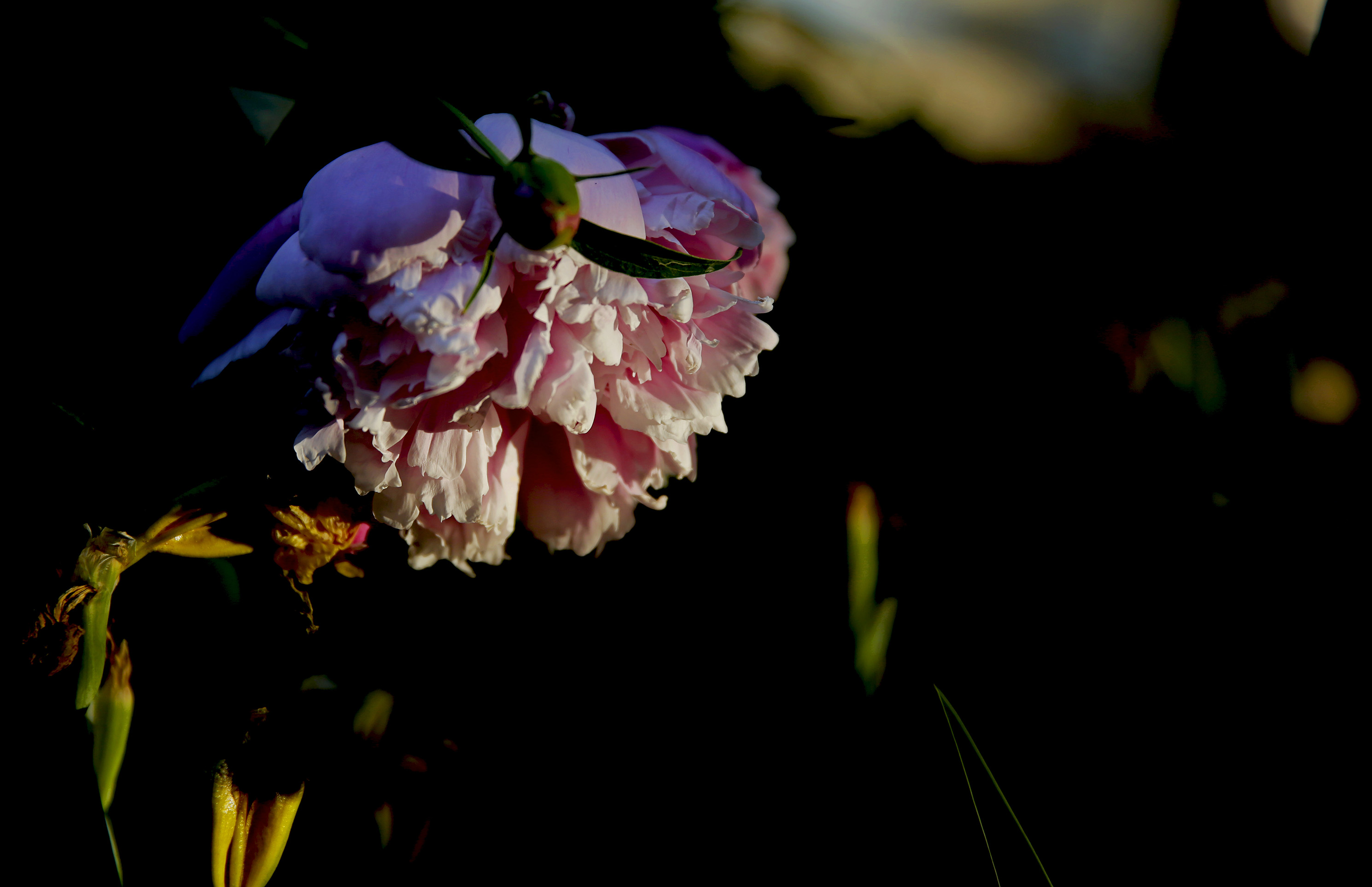 _H6A61001.jpg
