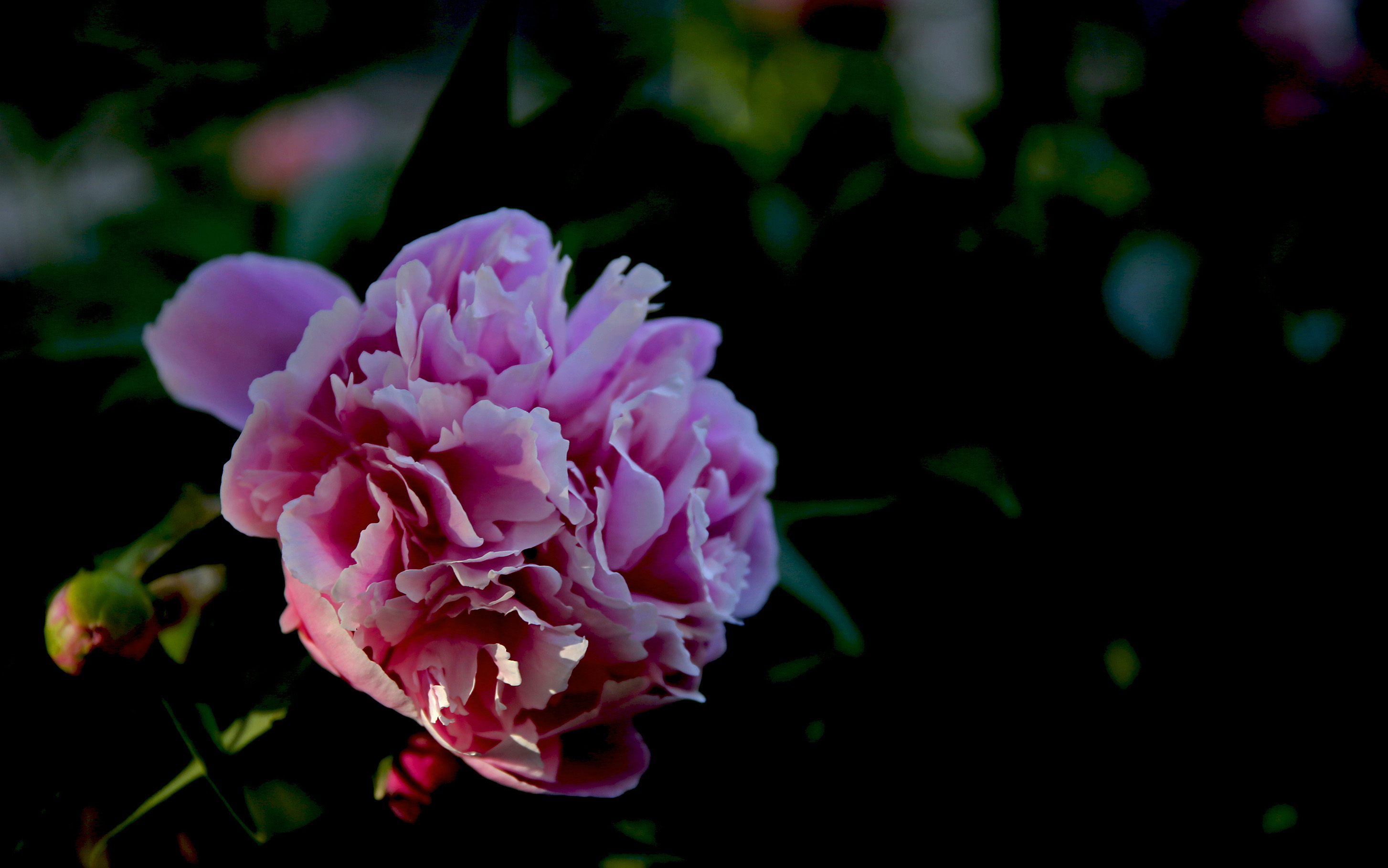_H6A61041.jpg