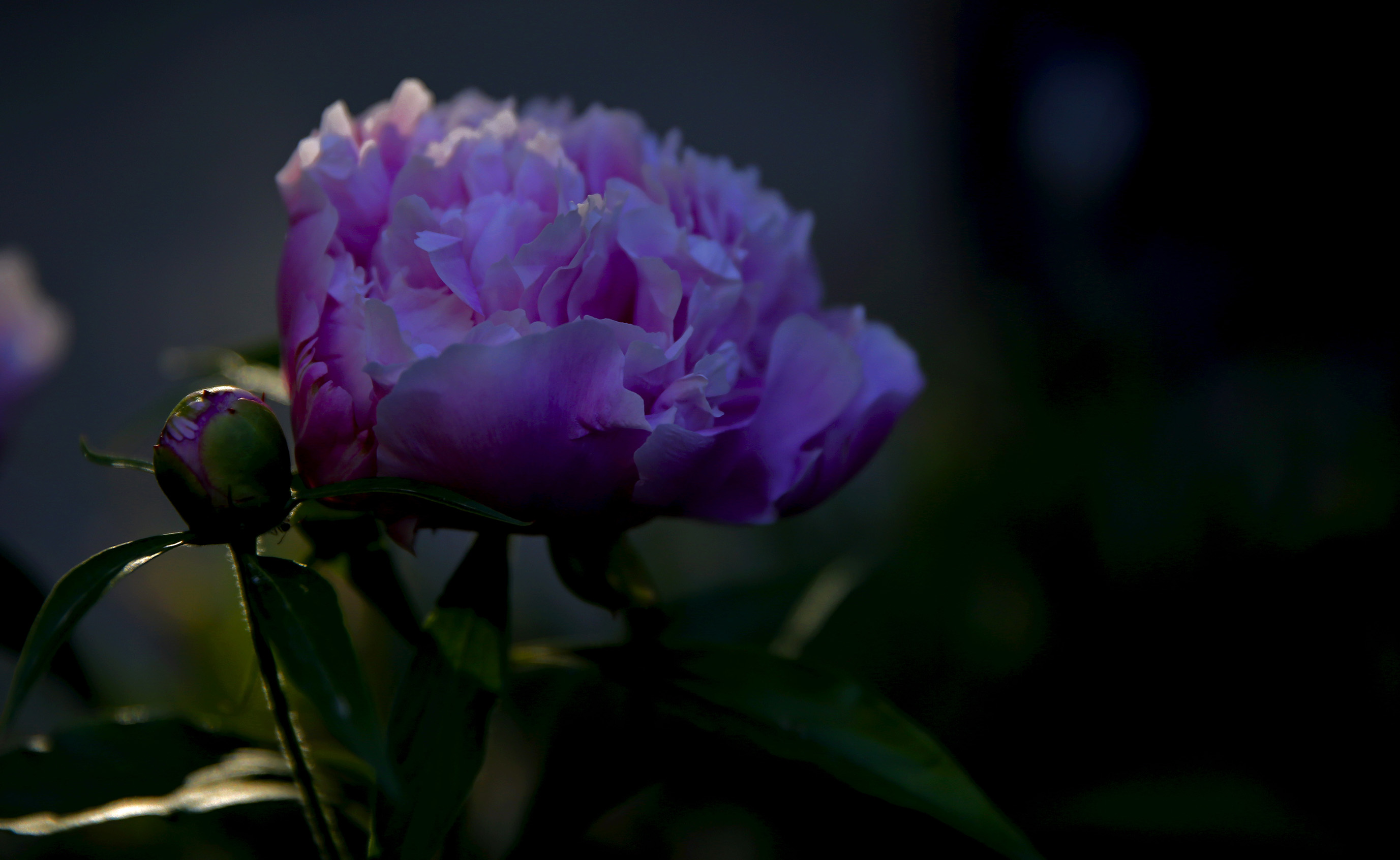 _H6A61121.jpg