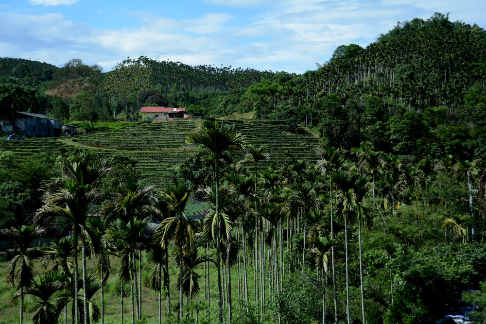 DSC_5296_conew1.jpg