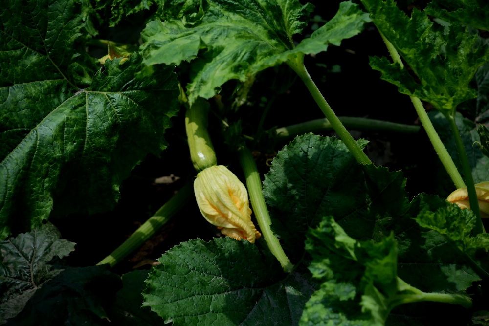 DSC_6837_conew1.jpg