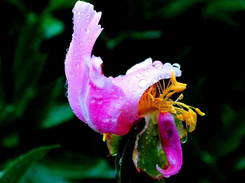 DSC00300_.jpg