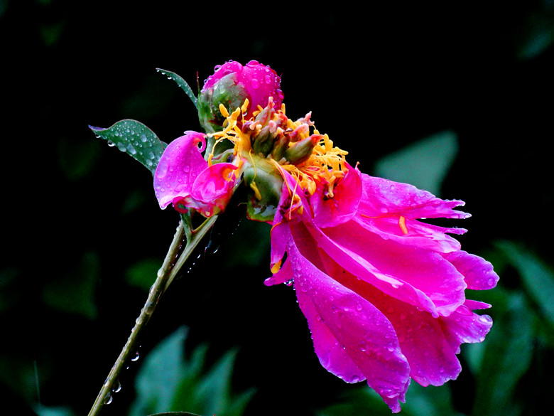 DSC00310_.jpg