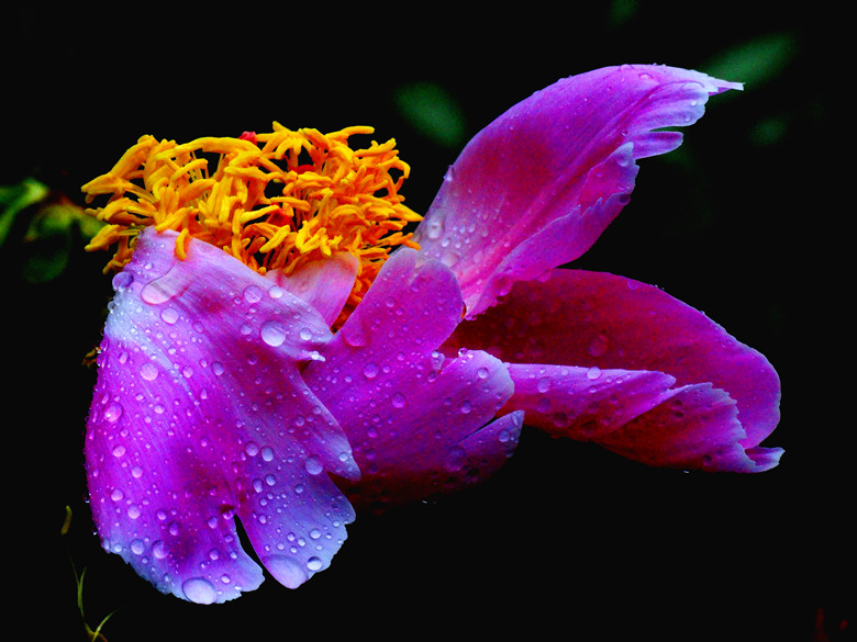 DSC00315_.jpg