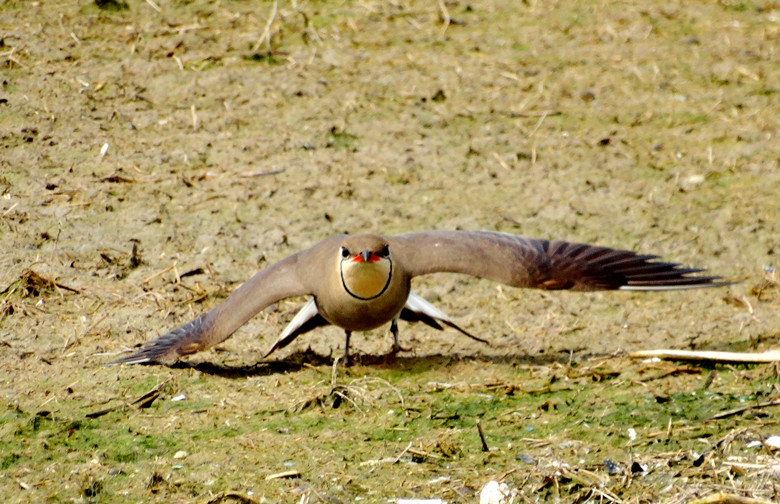 DSC00945_.jpg