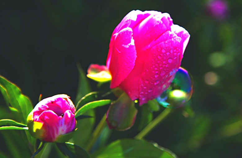 IMG_4786.jpg