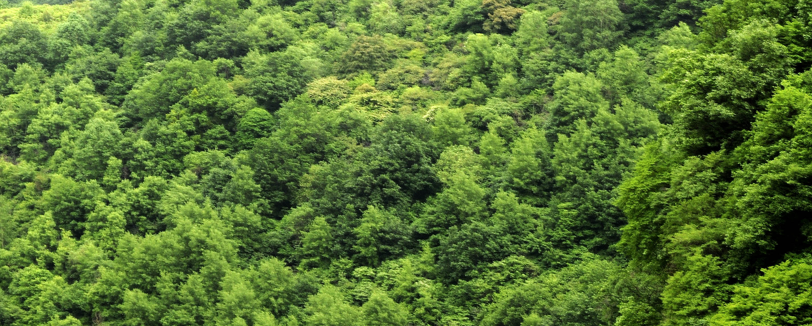 Ƭ 1247-1.jpg