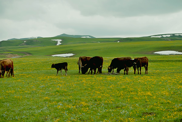 DSC_0236.JPG