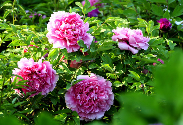 DSC_1761ag6.jpg
