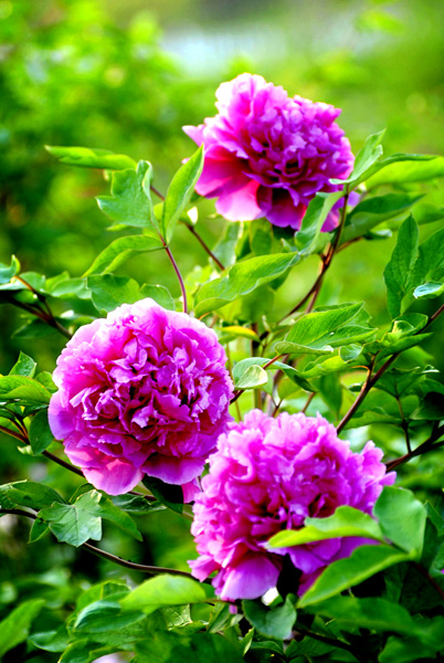 DSC_1904aa6.jpg