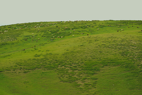 DSC_0247.JPG
