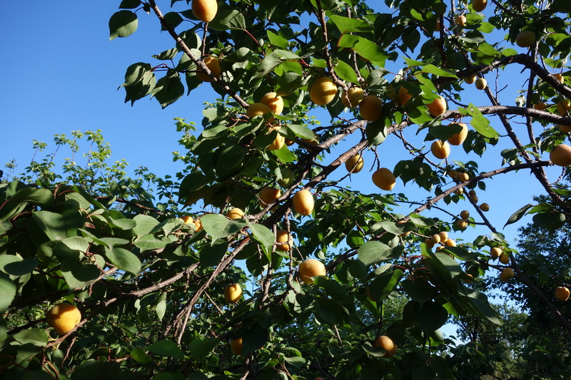 DSC09236.jpg