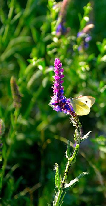 DSC_0216.JPG