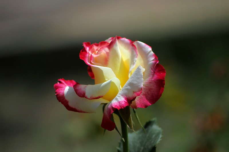 IMG_7976_.jpg