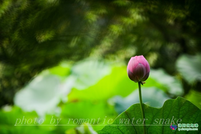6_71842_0a1ee7d44f0a996.jpg