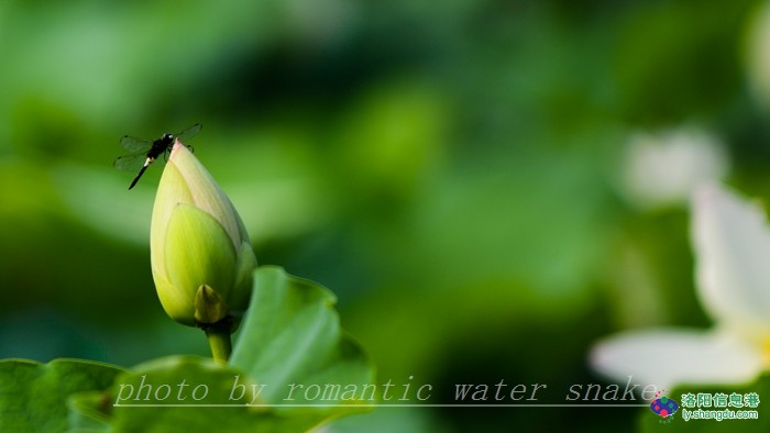 6_71842_2d83f5ff736ca6c.jpg