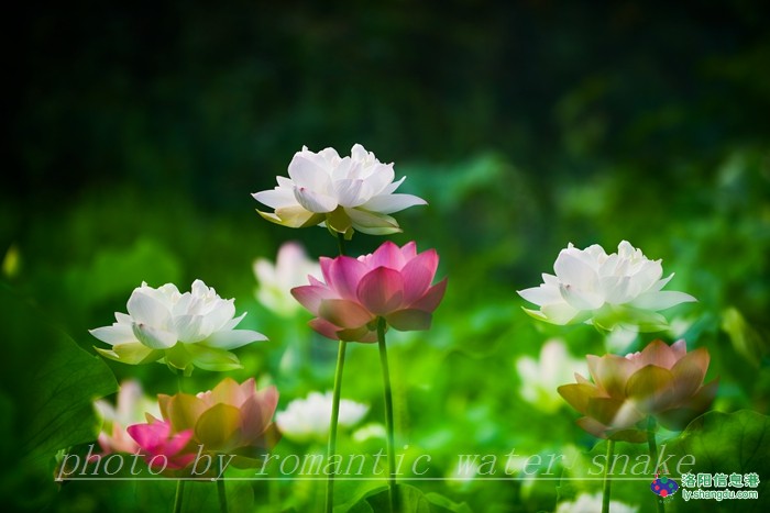 6_71842_a0d8e03dff6bd9f.jpg