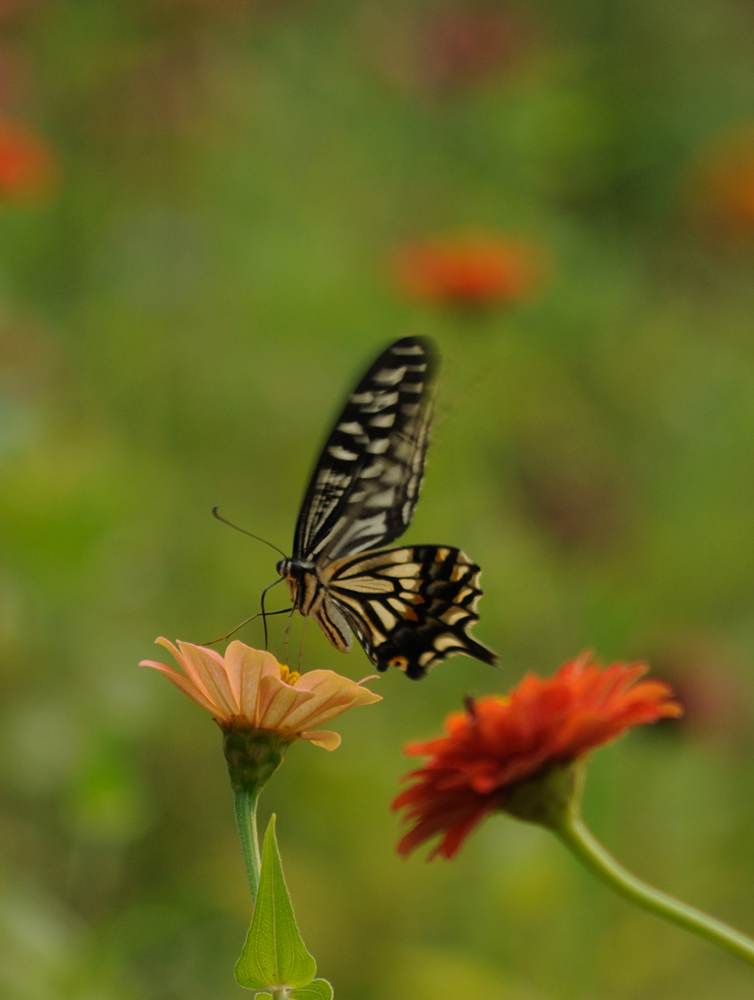 DSC_0047_.jpg