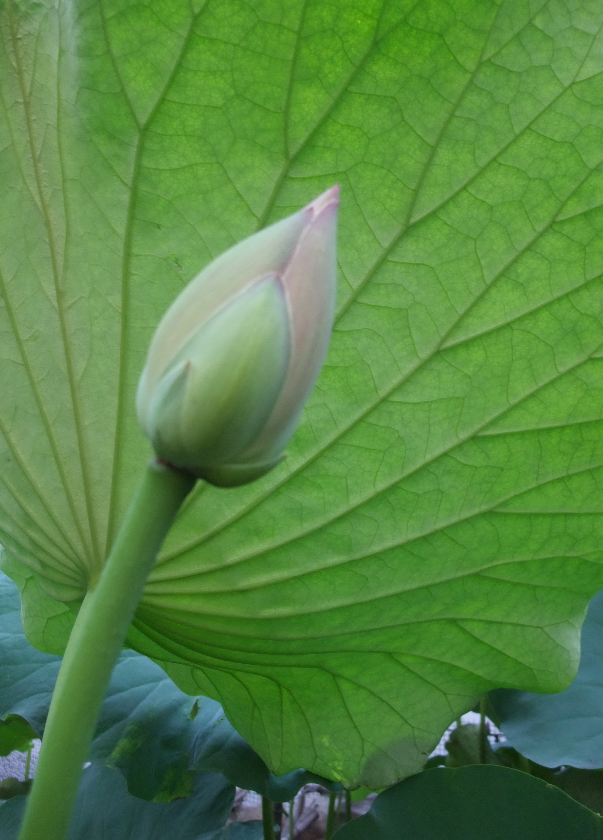 DSCF8138fuben.jpg