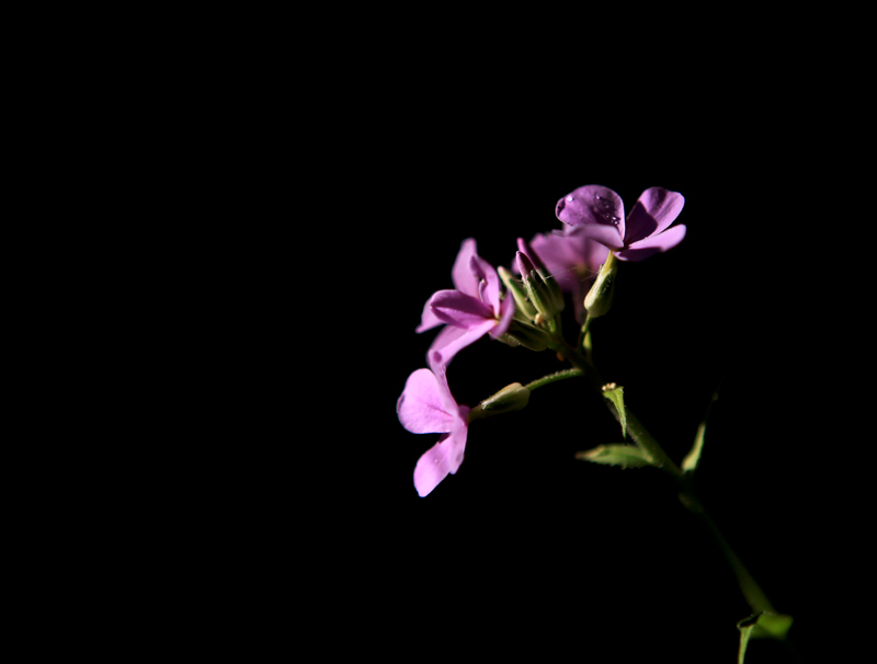 IMG_9790...jpg