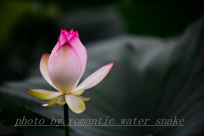 DSC_0936.jpg