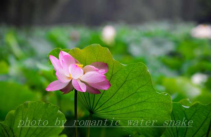 DSC_0949.jpg