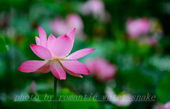 DSC_0961.jpg