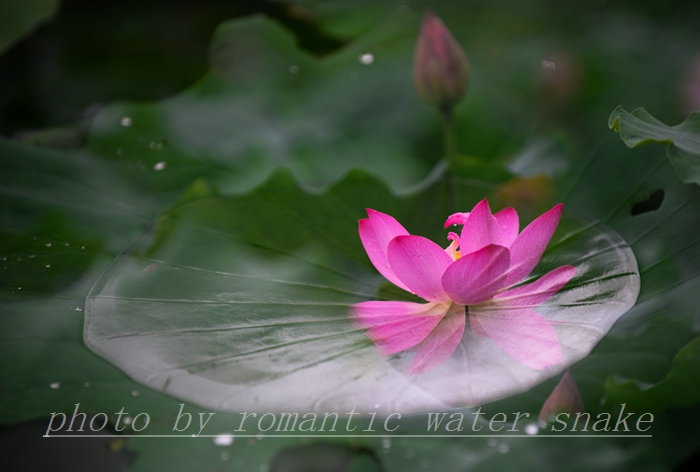 DSC_0969.jpg