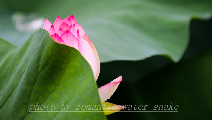 DSC_0999.jpg