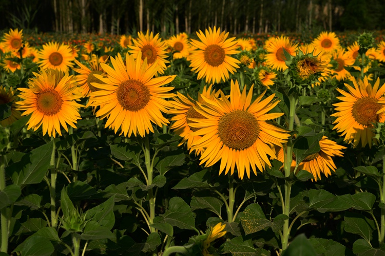 DSC_0899__.jpg