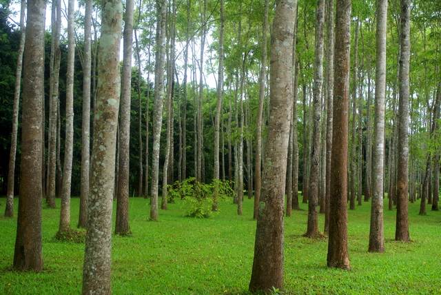 DSC02436.JPG