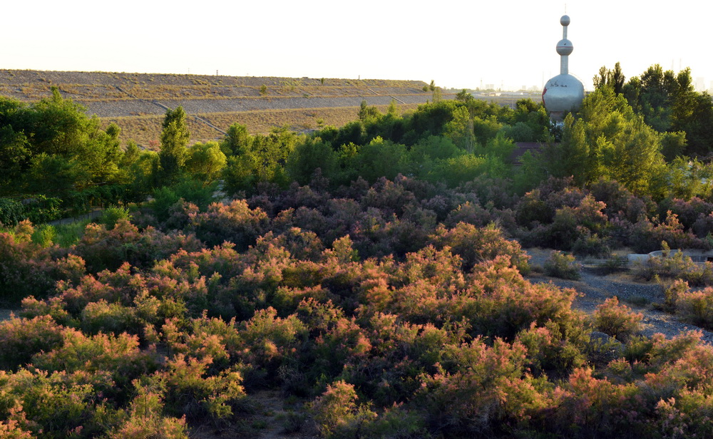 DSC_4398.JPG