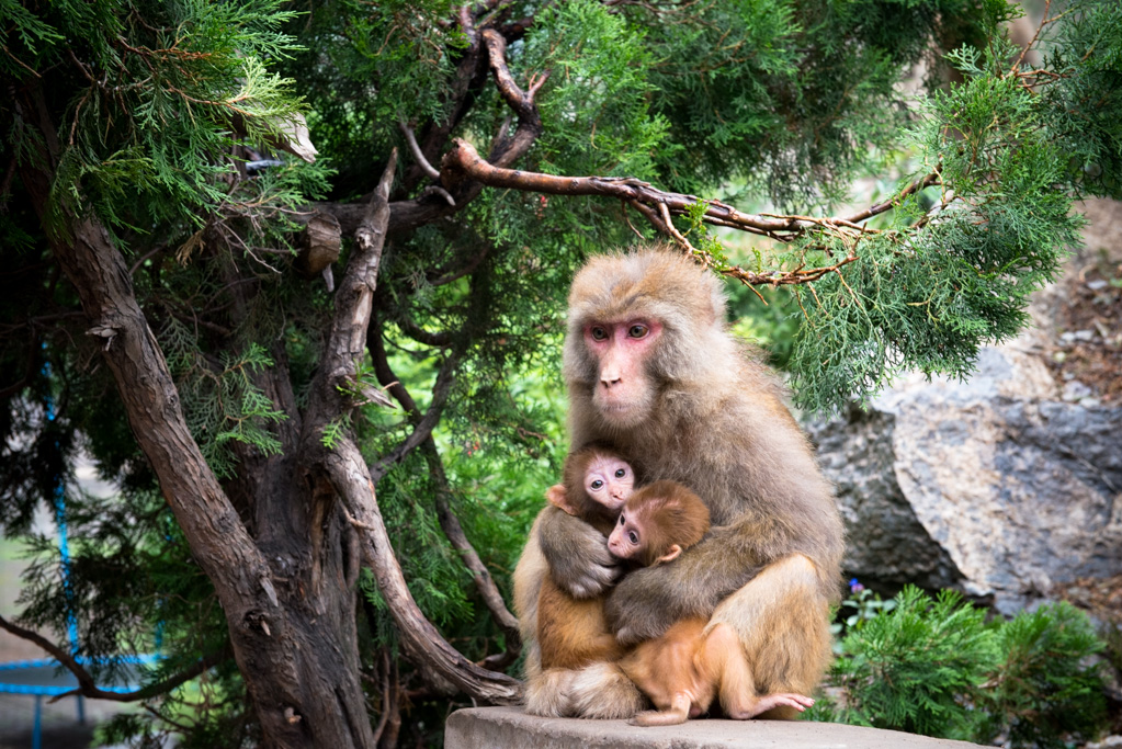 ZSL_8732.jpg