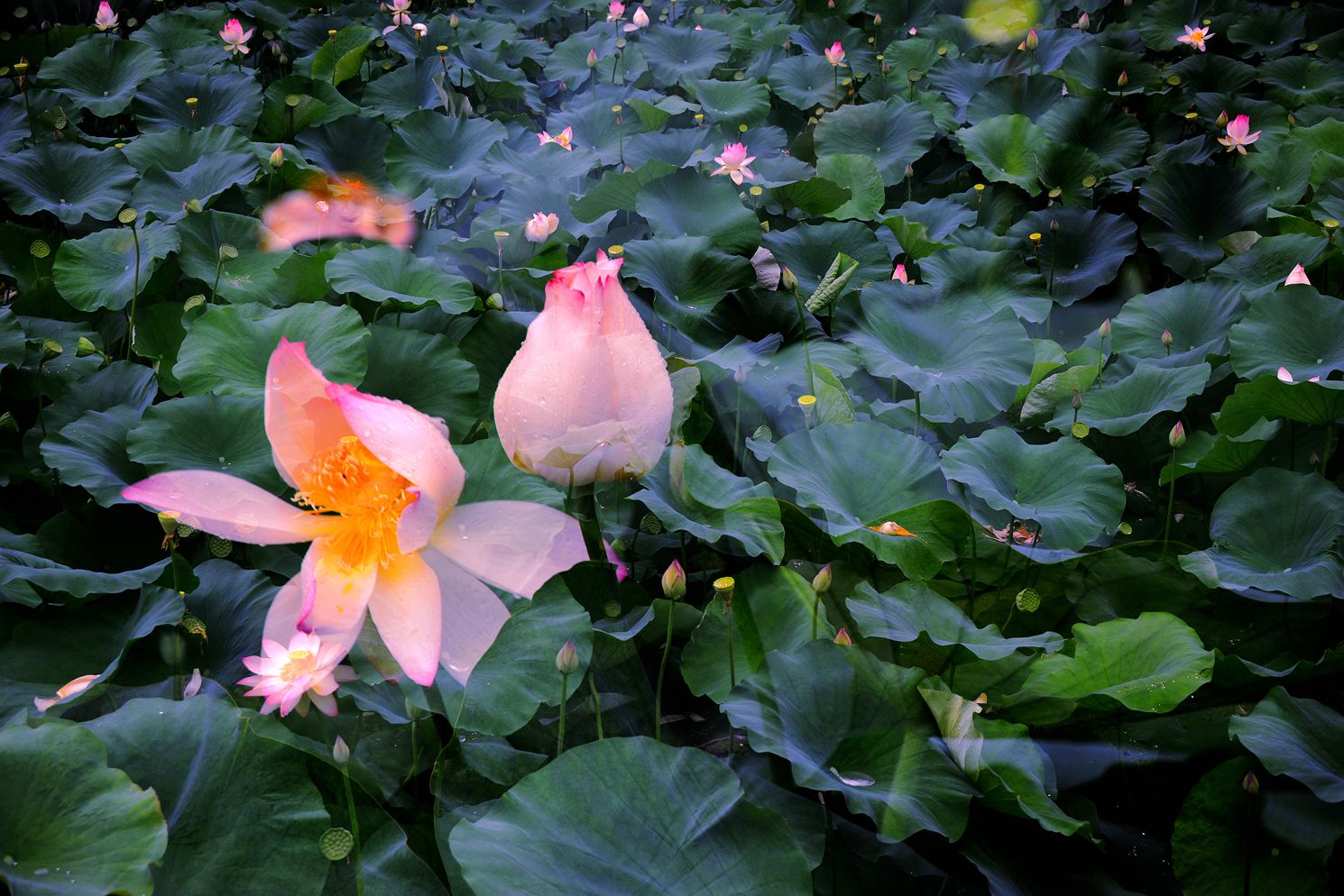 DSC_9816_.jpg
