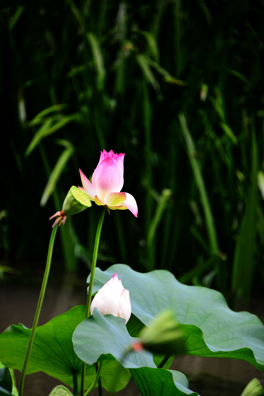 DSC_9821_.jpg