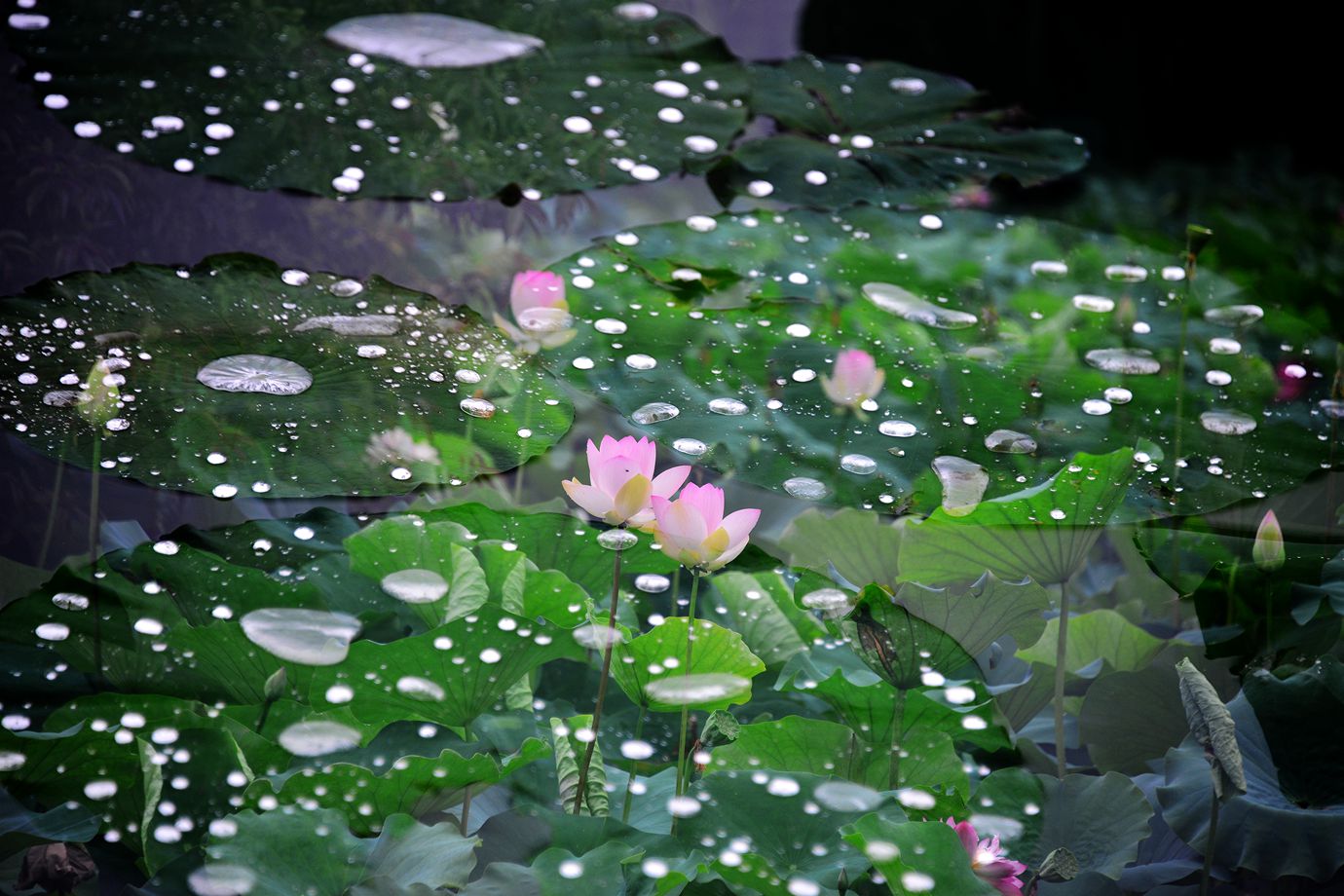 DSC_9835_.jpg