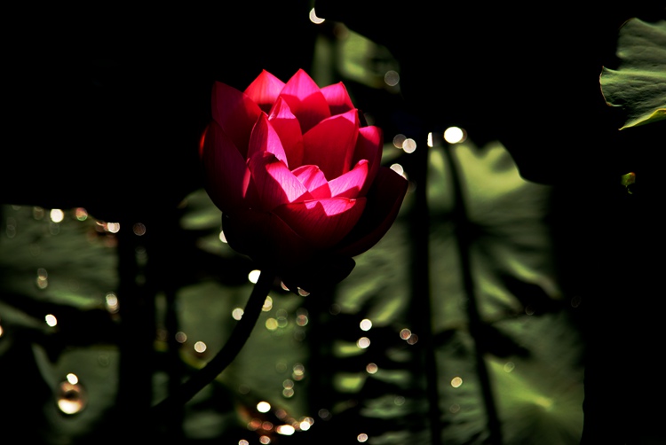 DSC_0066_q_.jpg
