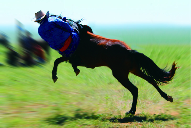 ѱThe horses.jpg