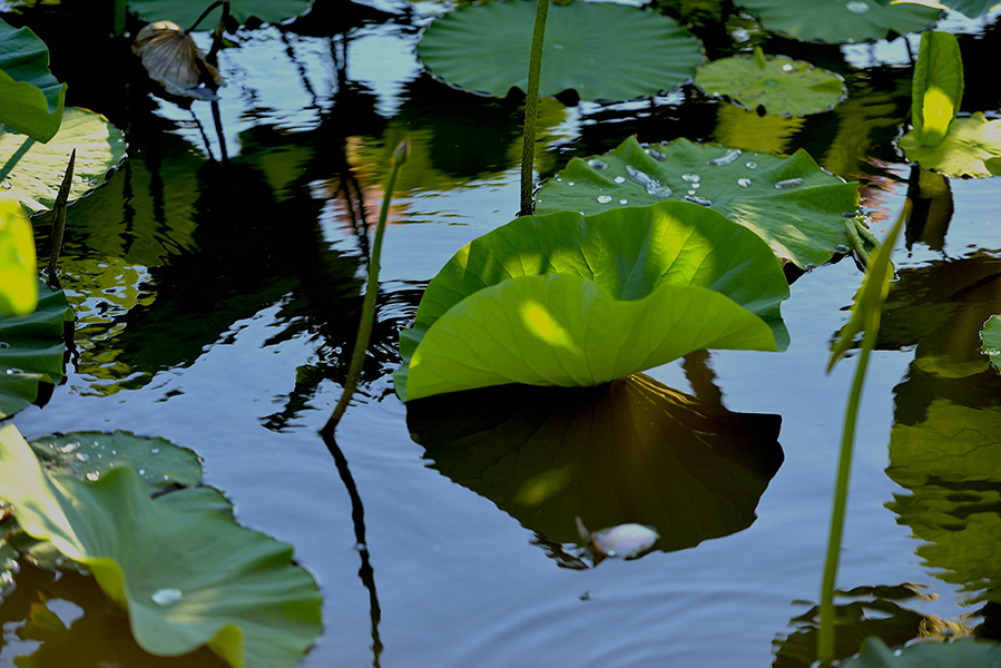 _DSC0032.JPG