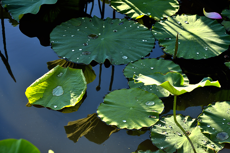 _DSC0045.JPG