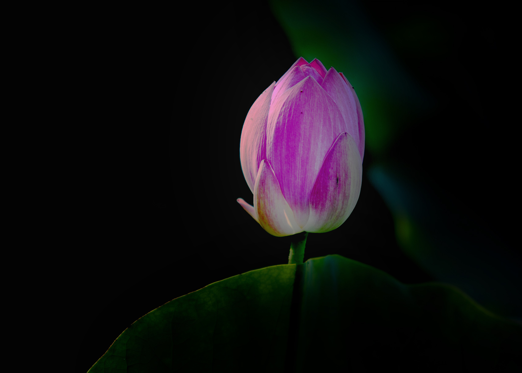 DSC_4047.jpg