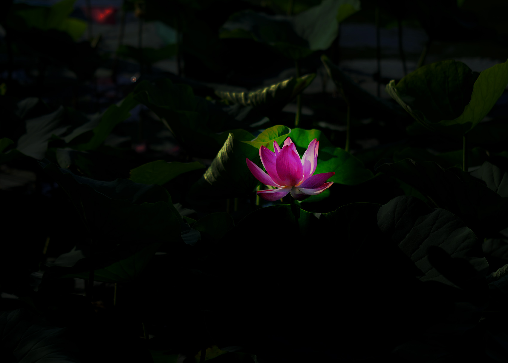 DSC_4053.jpg
