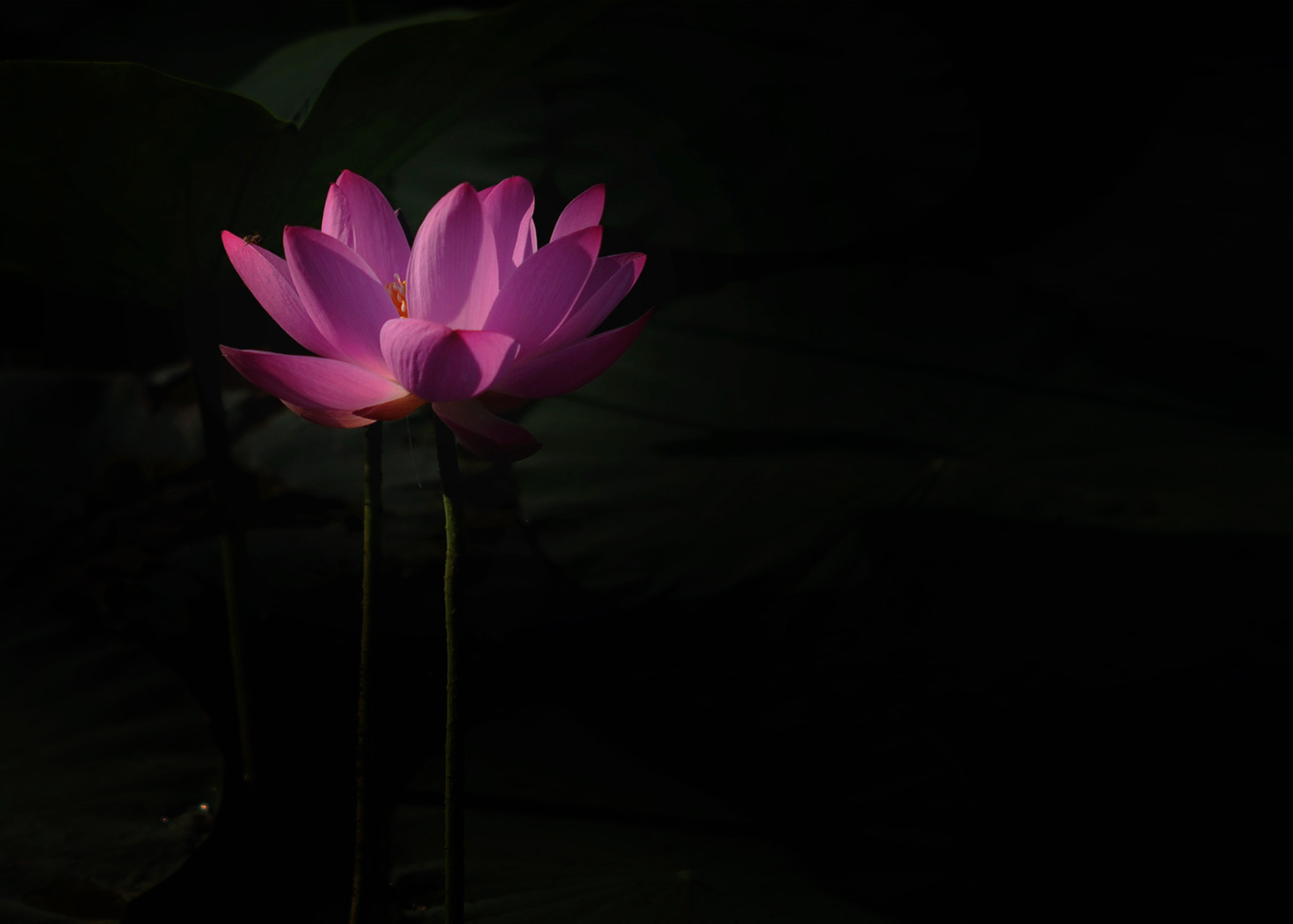 DSC_4078.jpg