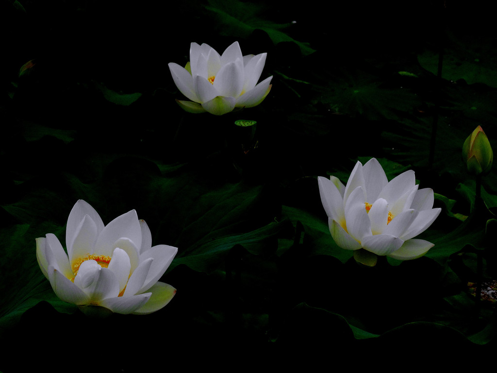 DSC05257__.jpg
